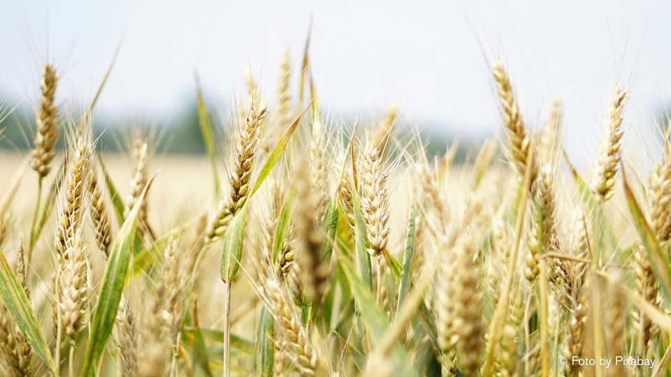 Gerste – Das heimische Energy Food