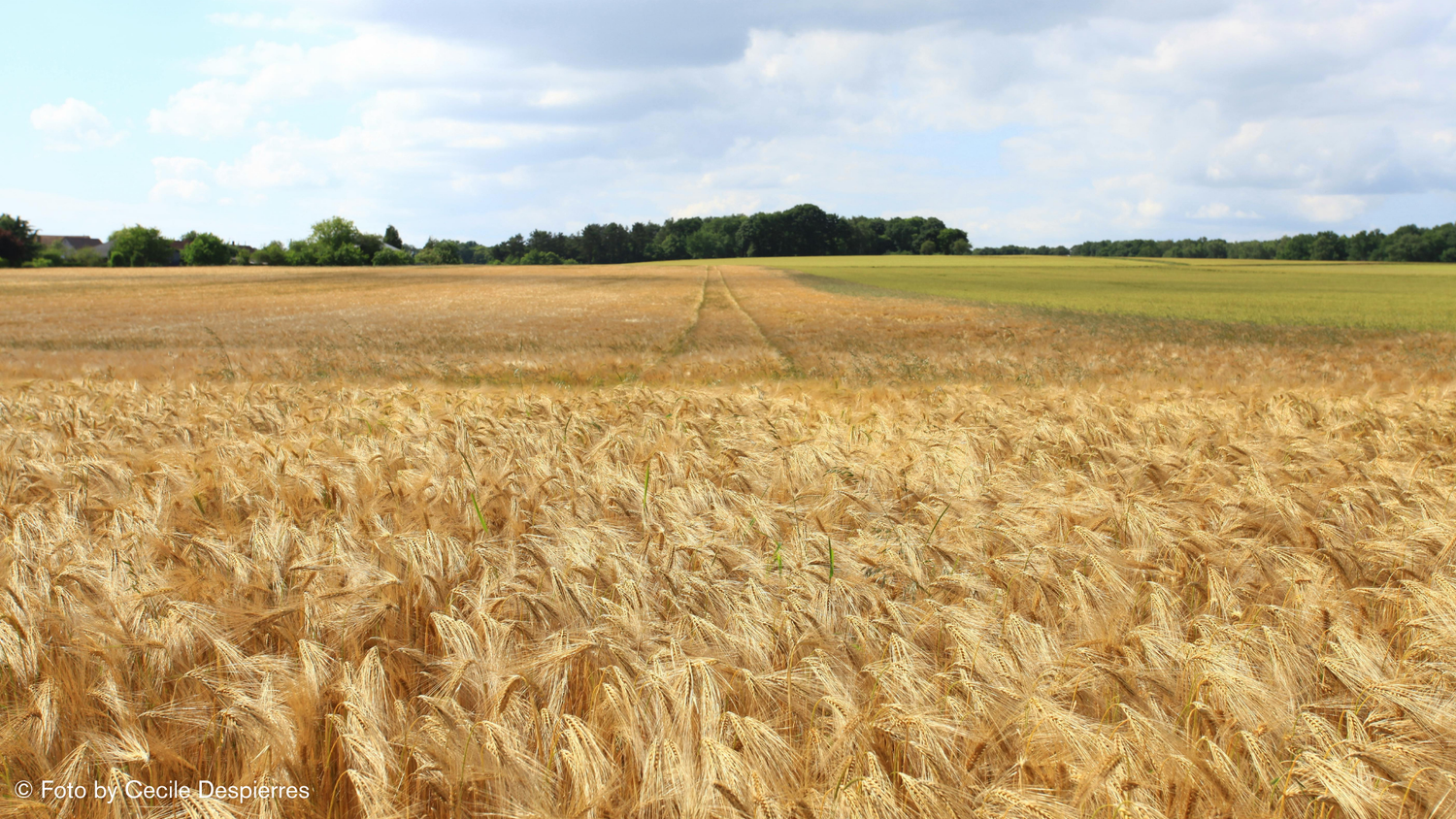 Die Ballaststoffe der Gerste und ihre Vorteile