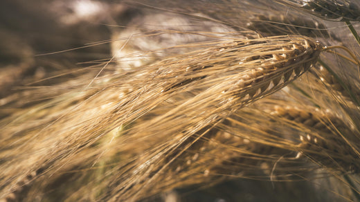 Warum Gerste der bessere Weizen ist
