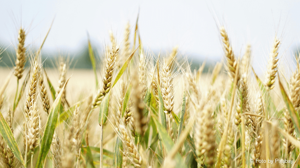 Gerste – Das heimische Energy Food