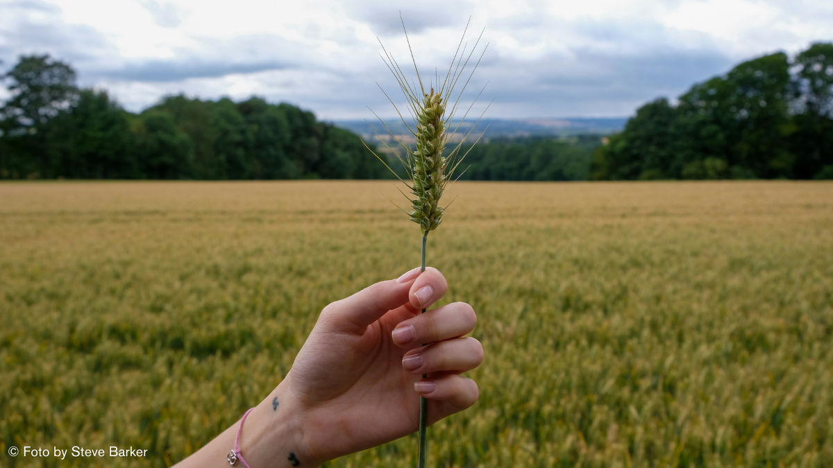 Gerste versus Weizen – Warum wir Gerste besser finden