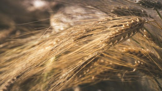 Warum Gerste der bessere Weizen ist