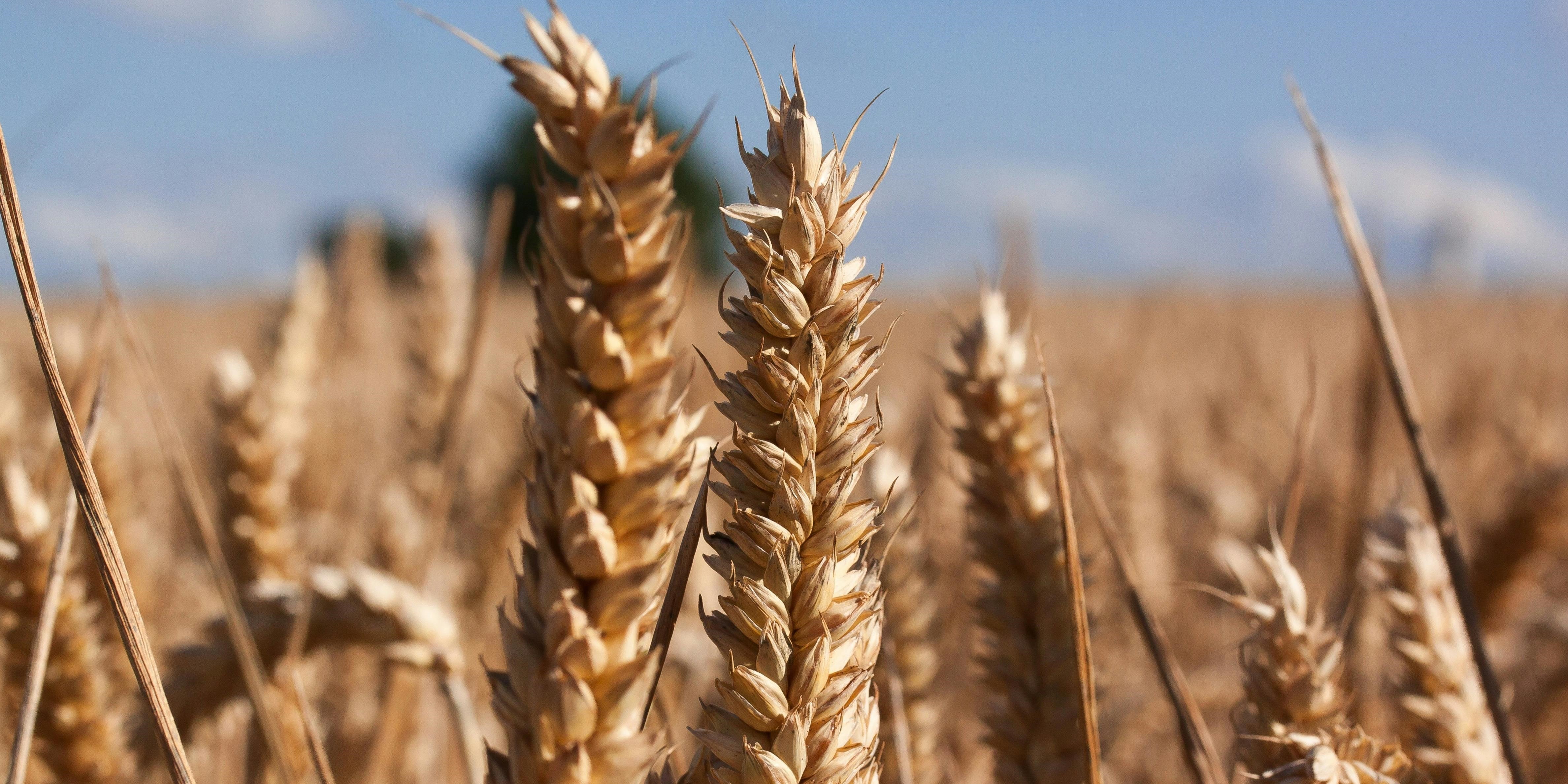 Barley, Gerste als Energiebombe // Foto by Pixabay