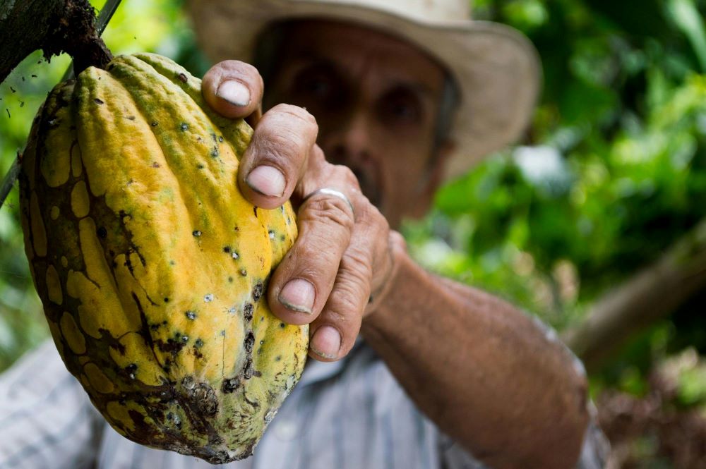Die Kakaobohne – das uralte Superfood