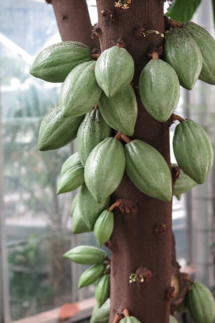 Grüne Kakaobohnen hängen am Baum